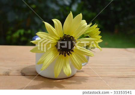 Sunflower flowers 33353541