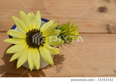 Sunflower flowers 33353542