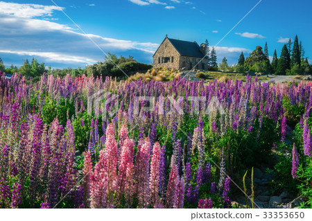 Church of the Good Shepherd and Lupine Field, Lake Tekapo 33353650