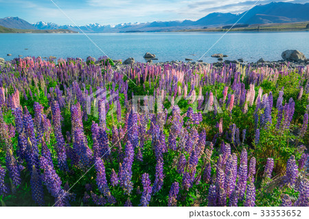 Landscape at Lake Tekapo Lupin Field in New Zealand 33353652