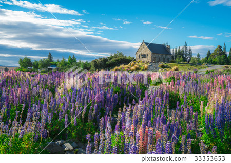 Church of the Good Shepherd and Lupine Field, Lake Tekapo 33353653
