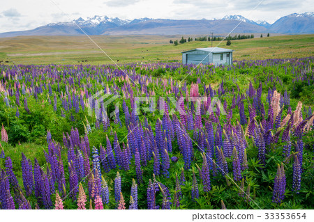 Landscape at Lake Tekapo Lupin Field in New Zealand 33353654