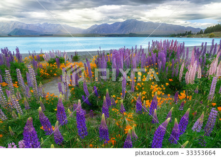 Landscape at Lake Tekapo Lupin Field in New Zealand 33353664