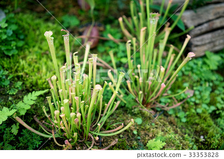 Nepenthes, tropical pitcher plants, monkey cups Nepenthes, tropical pitcher plants, monkey cups 33353828