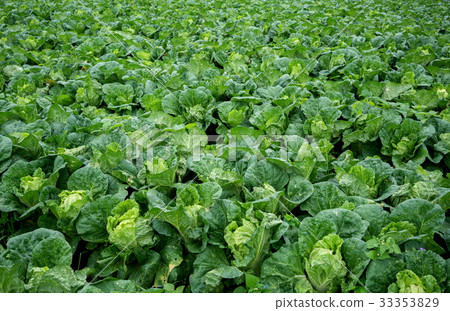 chinese cabbage field chinese cabbage field 33353829