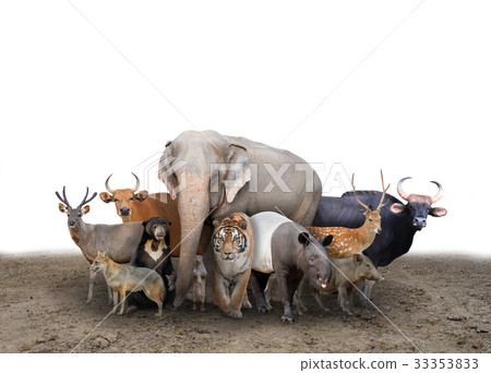 group of asia animals 33353833