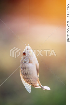 Nile tilapia fish hanging on hook 33353922