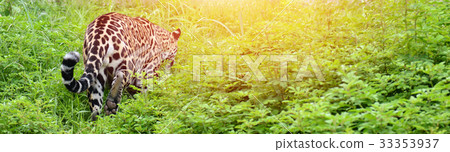 jaguar ( Panthera onca ) 33353937