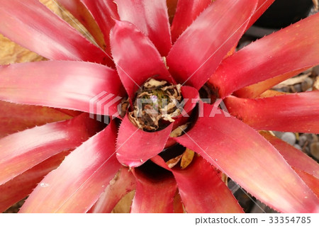 bromeliad bromeliad 33354785