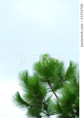 pine tree pine tree 33354788