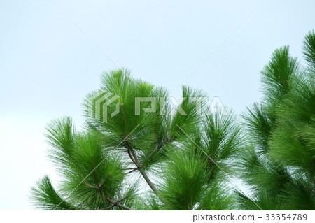 pine tree pine tree 33354789