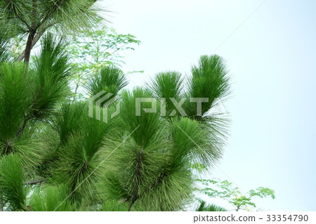 pine tree pine tree 33354790