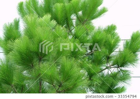 pine tree pine tree 33354794