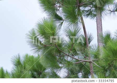 pine tree pine tree 33354795