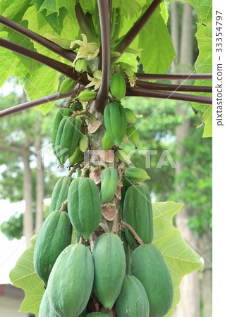 Papaya tree Papaya tree 33354797