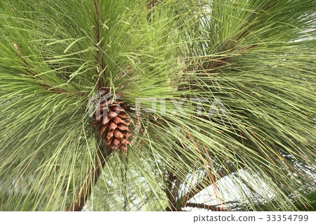 pine tree pine tree 33354799