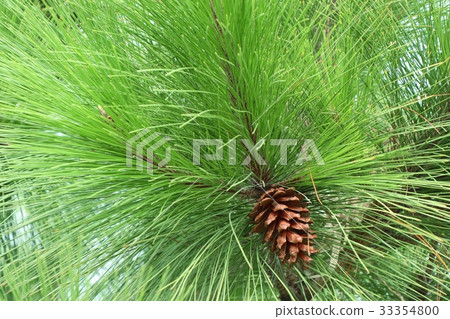 pine tree pine tree 33354800