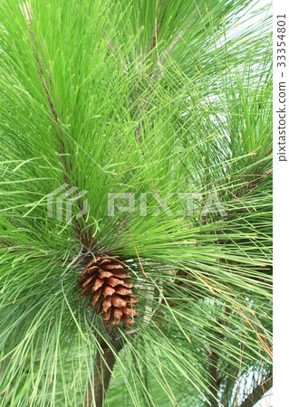 pine tree pine tree 33354801