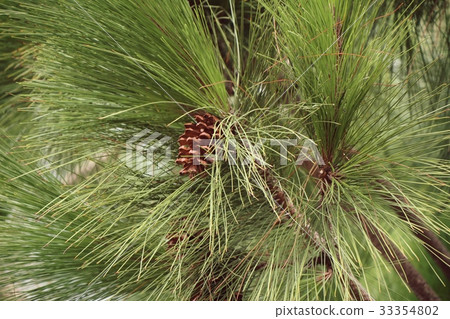 pine tree pine tree 33354802