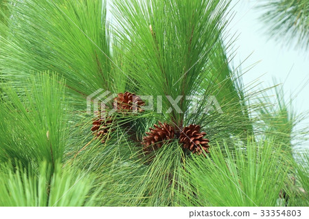 pine tree pine tree 33354803
