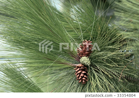 pine tree pine tree 33354804