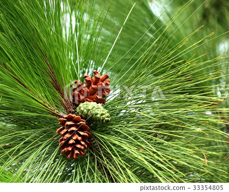 pine tree pine tree 33354805