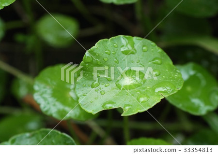 Asiatic leaf with water drop Asiatic leaf with water drop 33354813