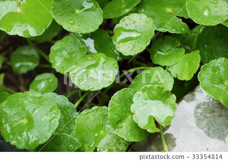 Asiatic leaf with water drop Asiatic leaf with water drop 33354814
