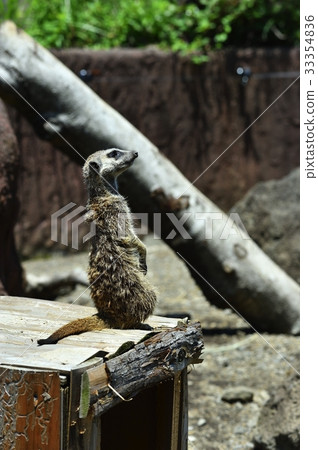 Meerkat in Izu Shaboten Park 33354836