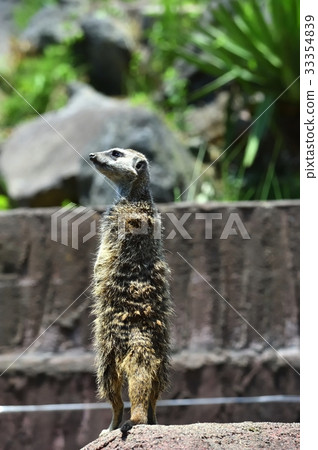 Izu Shaboten Park的Meerkat 33354839