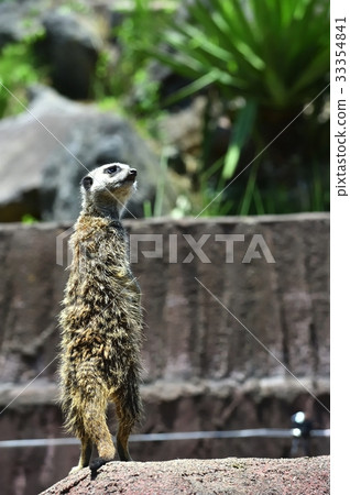 Meerkat in Izu Shaboten Park Meerkat in Izu Shaboten Park 33354841