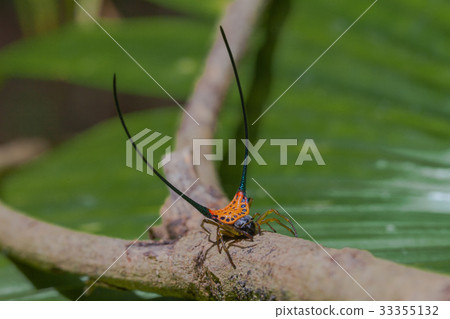 beautiful spider long horn on the leaf beautiful spider long horn on the leaf 33355132
