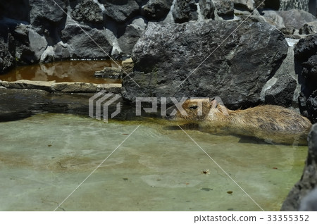 伊豆Shaboten動物公園的Kapipara 33355352