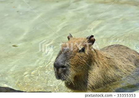 伊豆Shaboten動物公園的Kapipara 33355353