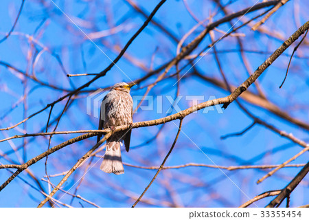 brown-eared bulbul, bird, birds 33355454