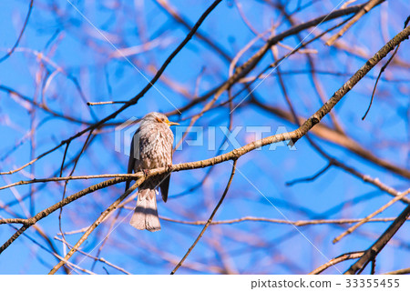 brown-eared bulbul, small bird, wood 33355455