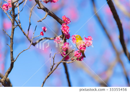 ume, white-eye, white eye 33355456