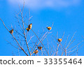 brambling, bird, birds 33355464
