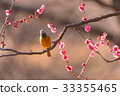 redstart, ume, Japanese apricot 33355465