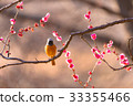 redstart, ume, Japanese apricot 33355466