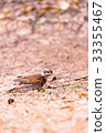 dusky thrush, bird, birds 33355467