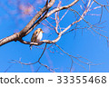 brambling, bird, birds 33355468
