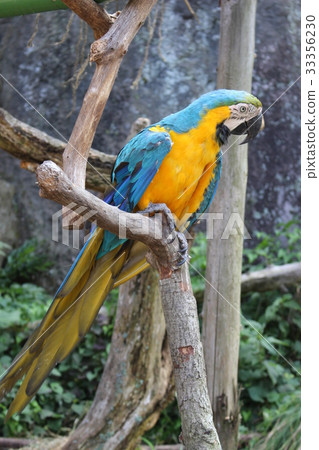 Parrot Parrot 33356230
