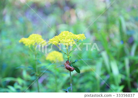 Omina's flower Omina's flower 33356837
