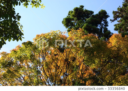 colored leaves colored leaves 33356840