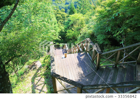 Forest stairs Forest stairs 33356842