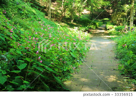 Shiu-kaido之花 Shiu-kaido之花 33356915