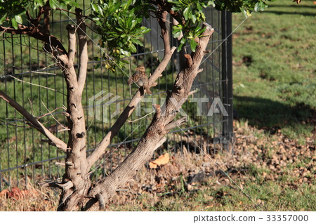 Hide and seek birds? Hide and seek birds? 33357000