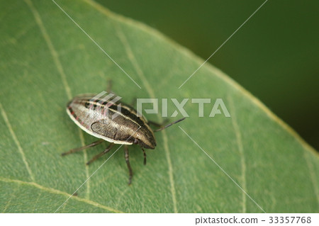 Creatures Insects The quail bug and the stink... - Stock Photo ...