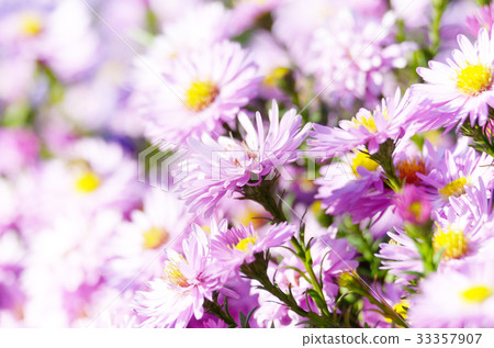 Violet Asters 33357907